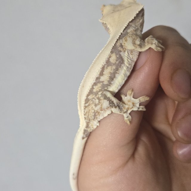 릴리화이트 솔리드백