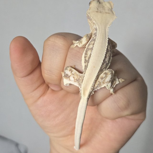 릴리화이트 솔리드백