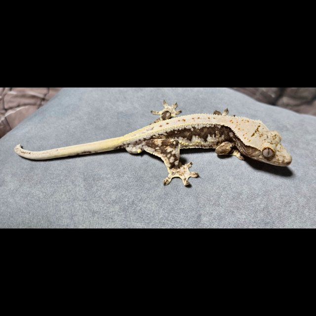 릴리100%헷아잔틱