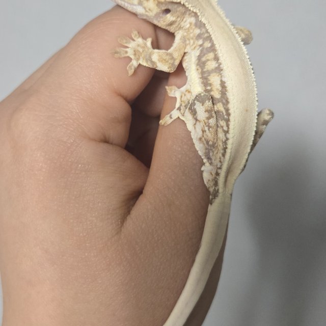 릴리화이트 솔리드백