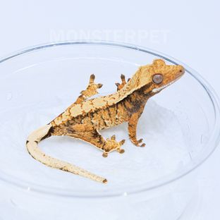 텐저린 트라이 익스트림할리퀸