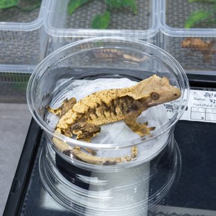 트라이 익스트림할리퀸