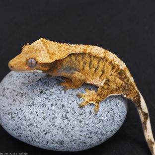 줄스