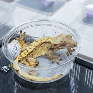 트라이 익스트림할리퀸