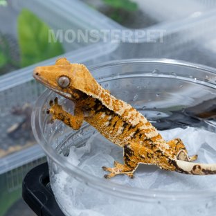 텐저린 트라이 익스트림할리퀸