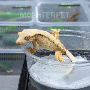 트라이 익스트림할리퀸