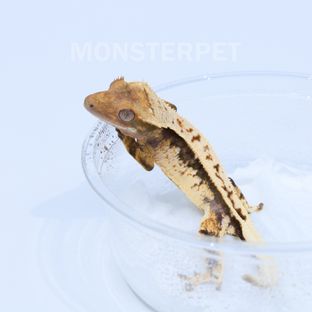 화이트 쿼드 풀핀