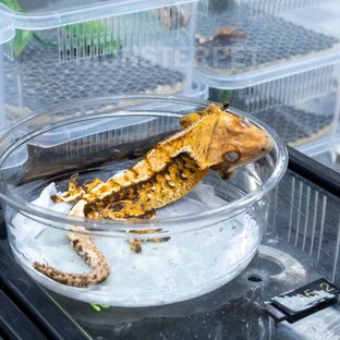 트라이 익스트림할리퀸