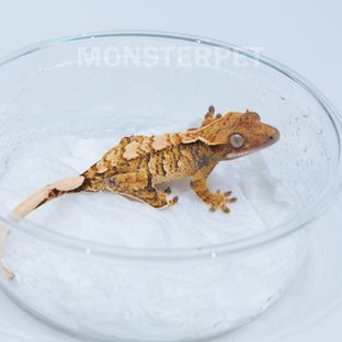 텐저린 트라이 익스트림할리퀸