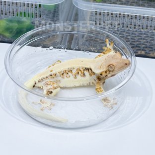 트라이 릴리화이트