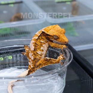 텐저린 트라이 익스트림할리퀸