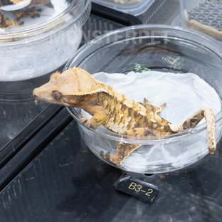 트라이 익스트림할리퀸