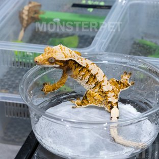 트라이 익스트림할리퀸