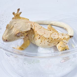 레이지
