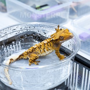 트라이 익스트림할리퀸