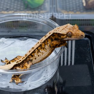 트라이 익스트림할리퀸