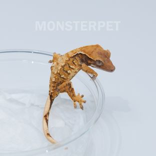 텐저린 트라이 익스트림할리퀸