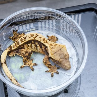 핀스트라이프 트라이 익스트림할리퀸