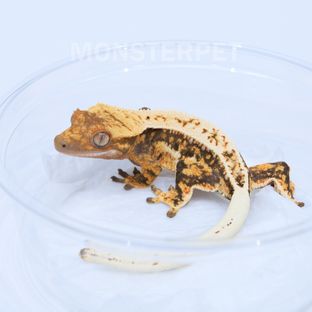 풀핀 트라이