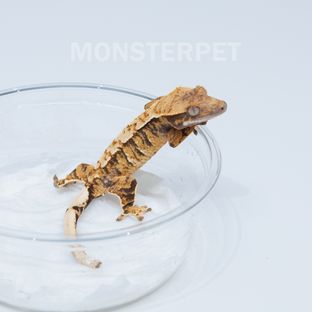 텐저린 트라이 익스트림할리퀸