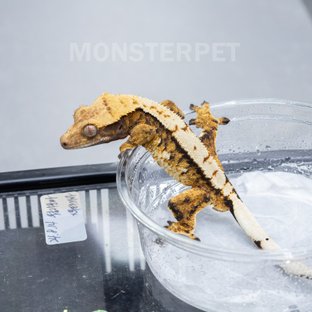 트라이 익스트림할리퀸