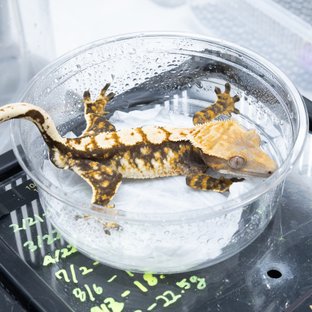 트라이 익스트림할리퀸