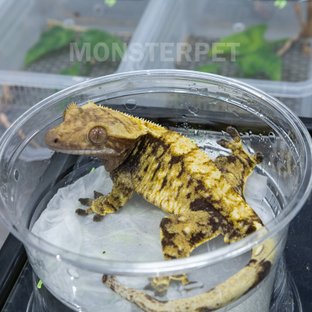 트라이 익스트림할리퀸