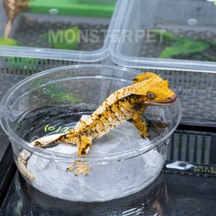 트라이 익스트림할리퀸