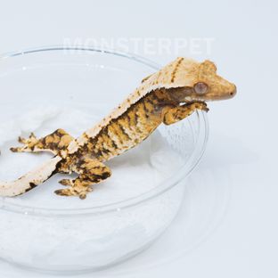트라이 익스트림할리퀸