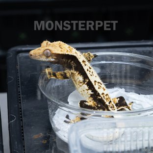 화이트 쿼드 풀핀