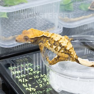 트라이 익스트림할리퀸