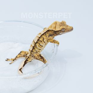 트라이 익스트림할리퀸