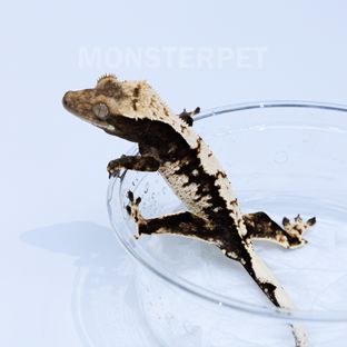 화이트 블랙