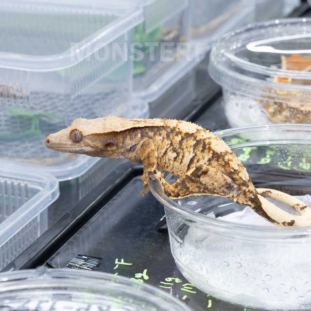 크레스티드 게코 트라이 익스트림할리퀸 200,000원 - 천안몬스터펫 | 피들