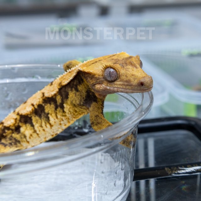 트라이 익스트림할리퀸