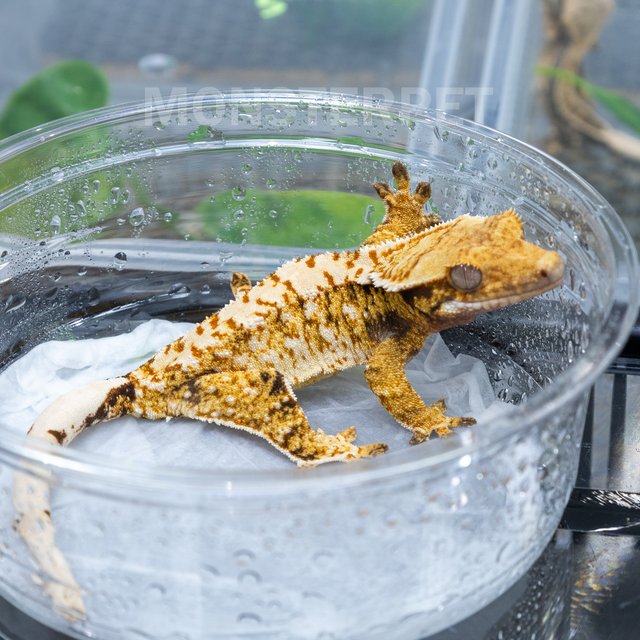 트라이 익스트림할리퀸