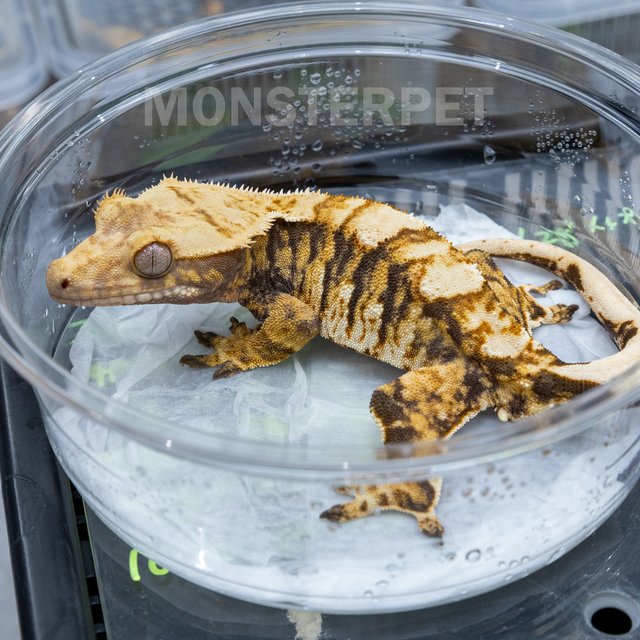 트라이 익스트림할리퀸