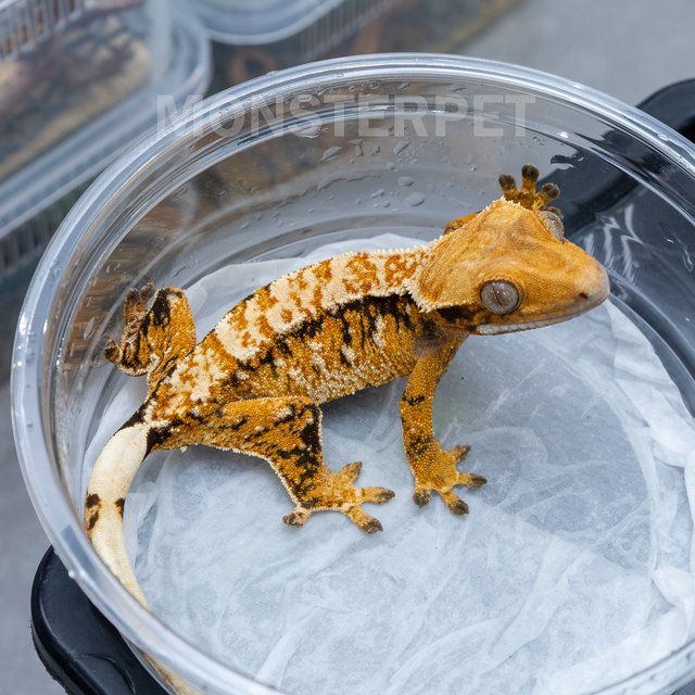 텐저린 트라이 익스트림할리퀸