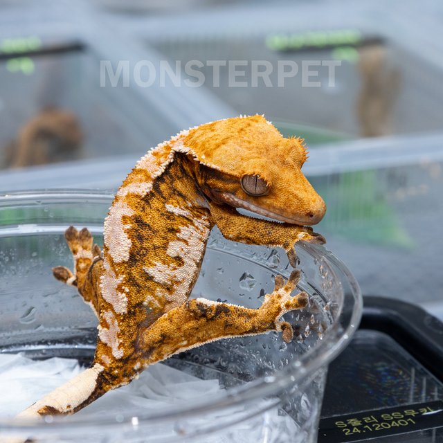 텐저린 트라이 익스트림할리퀸