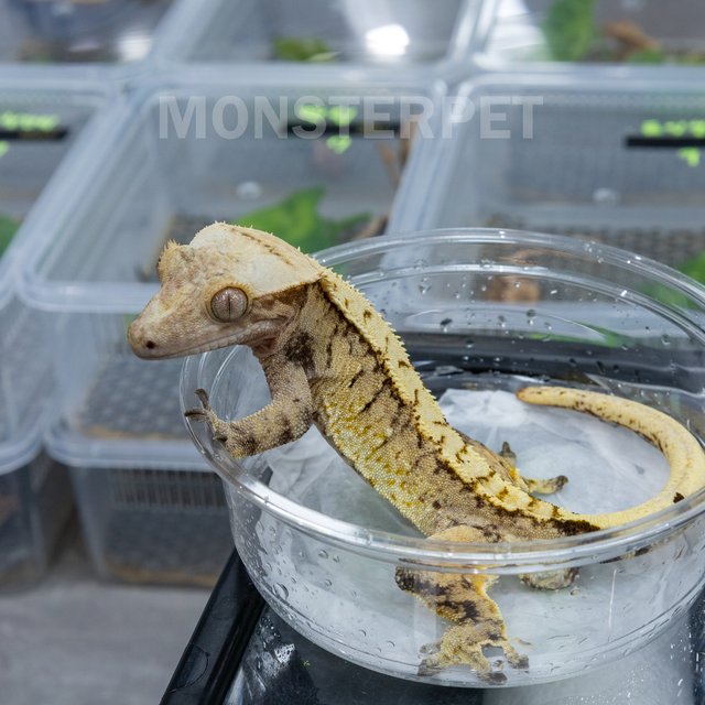 트라이 익스트림할리퀸