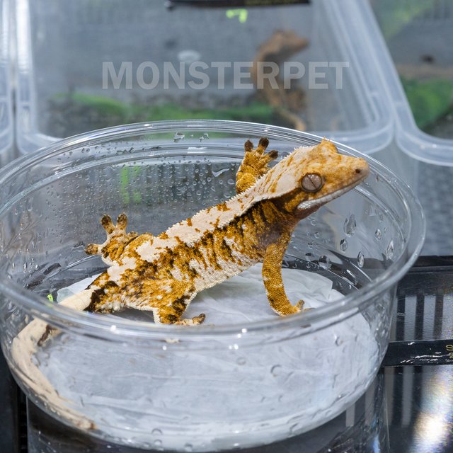 트라이 익스트림할리퀸