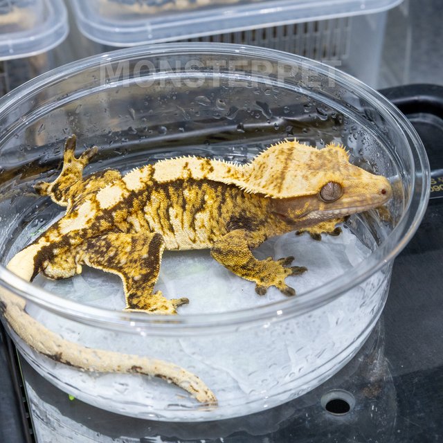 트라이 익스트림할리퀸