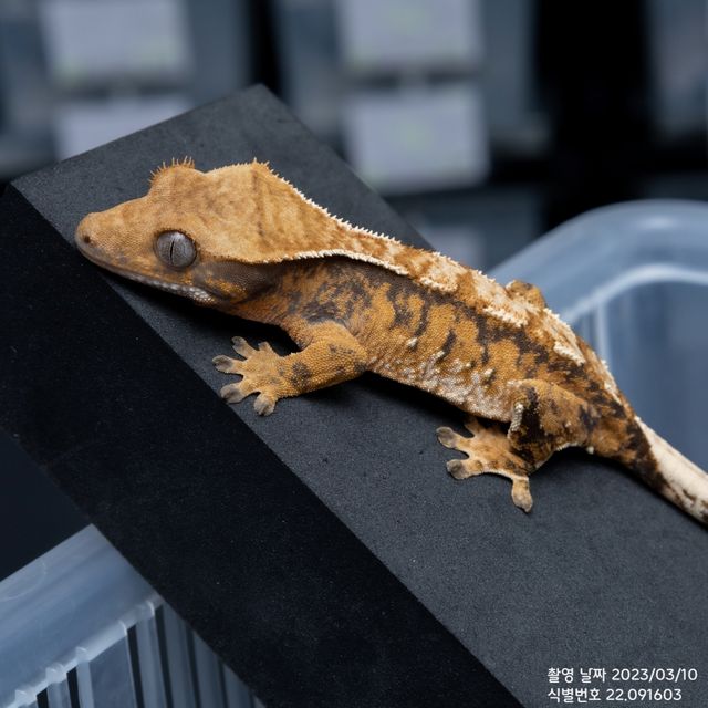 바브 트라이 익스트림할리퀸