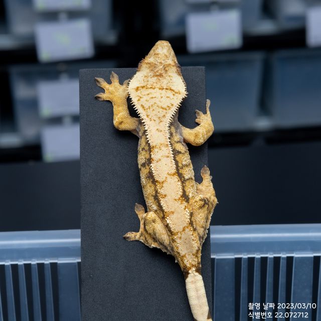트라이 익스트림할리퀸 바브
