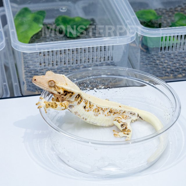 트라이 릴리화이트