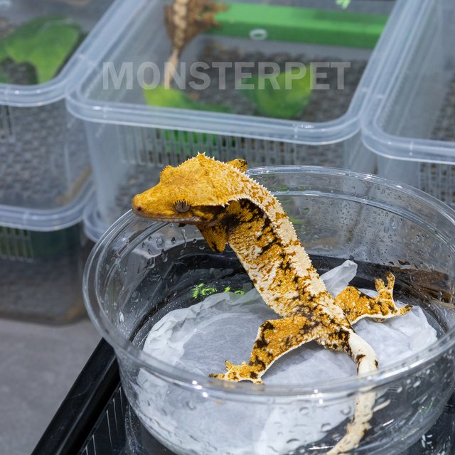 트라이 익스트림할리퀸