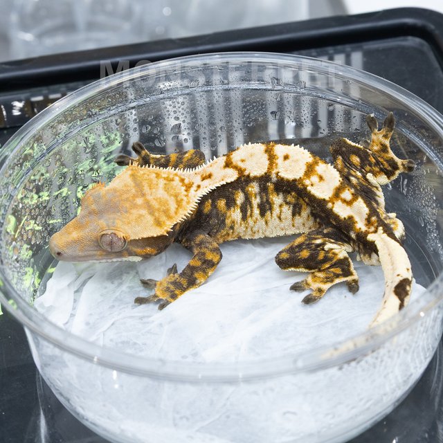 트라이 익스트림할리퀸