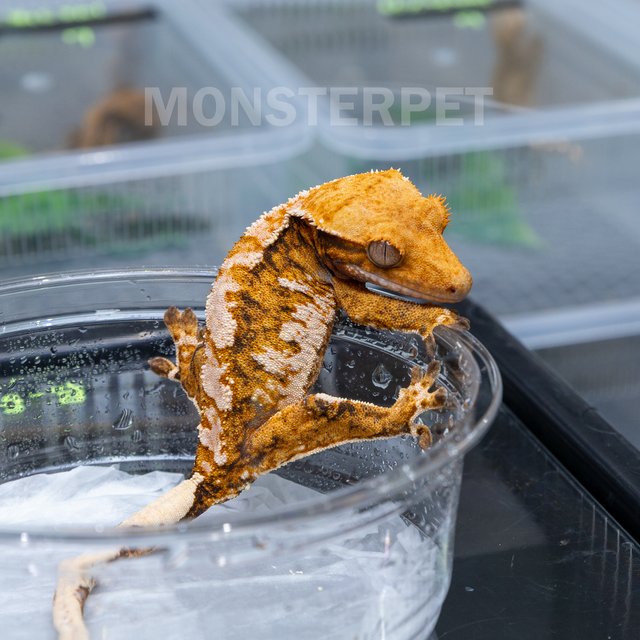 텐저린 트라이 익스트림할리퀸