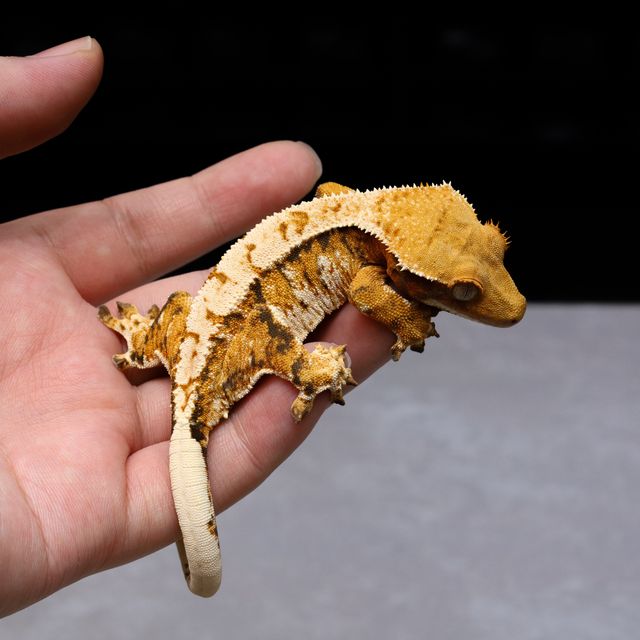 바브 트라이 익스트림할리퀸 텐저린