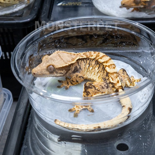 트라이 익스트림할리퀸